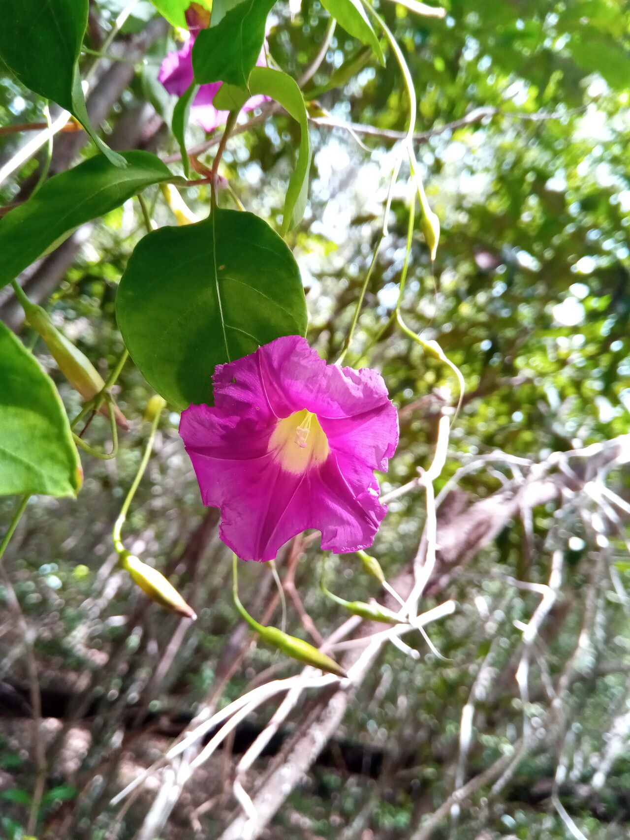 Ipomoea venosa — houseplant care guide