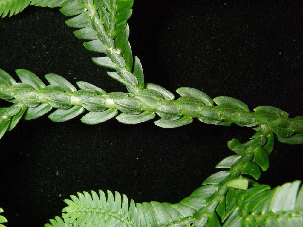 Selaginella oaxacana other