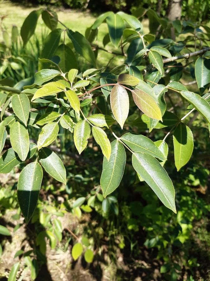 Staphylea holocarpa — related species from the same genus