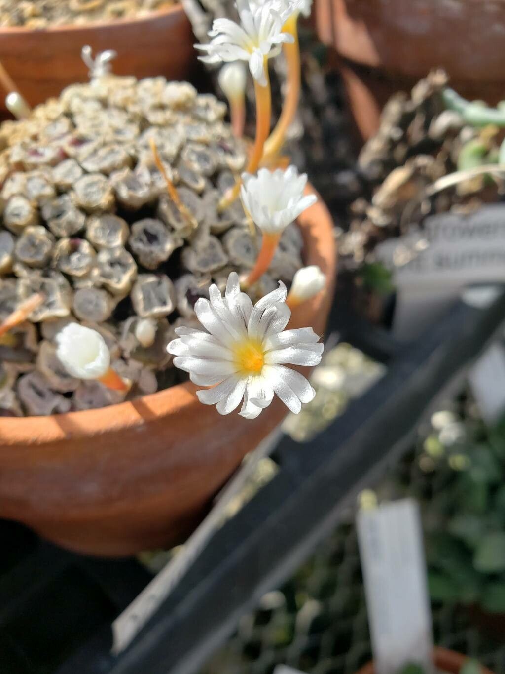 Conophytum cubicum flower