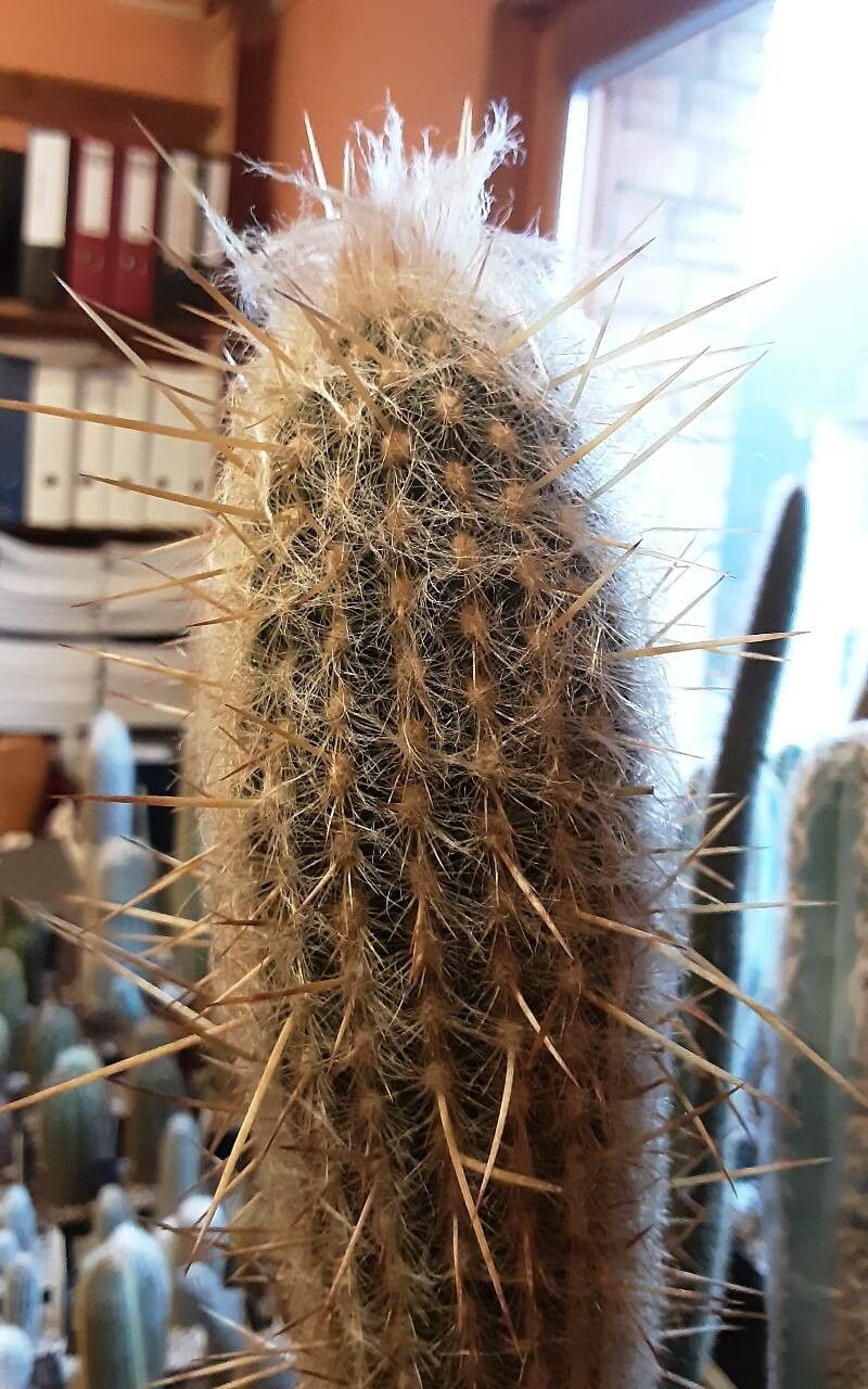 Espostoa ritteri — houseplant care guide