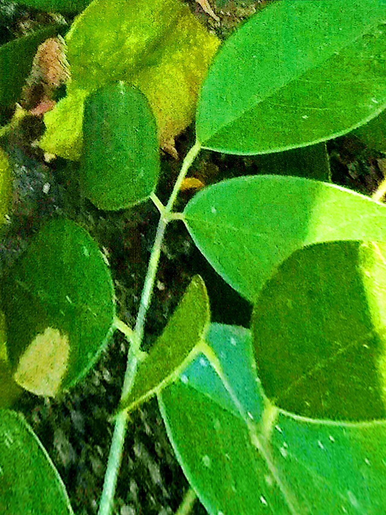 Pterocarpus acapulcensis — related species from the same genus