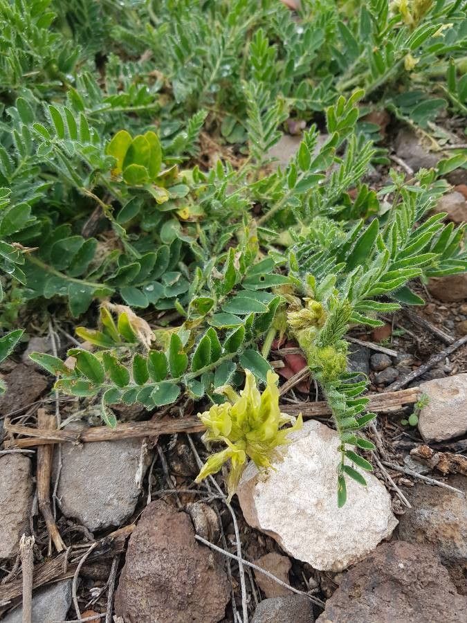 Astragalus nitidiflorus leaf
