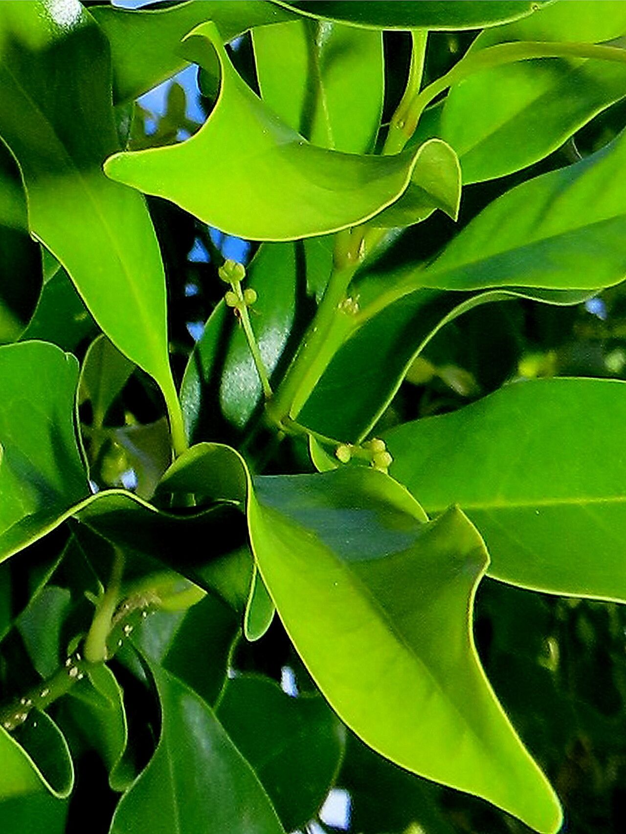 Noronhia peglerae — search result for 'Noronhia'