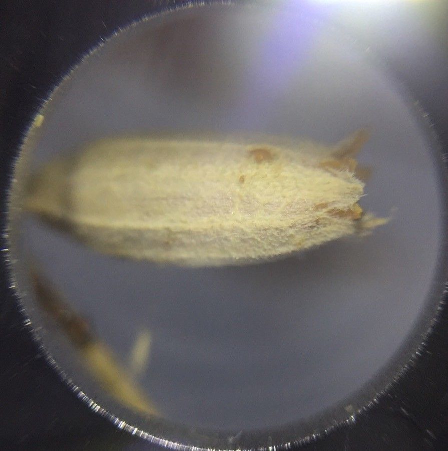 Silene nocturna fruit