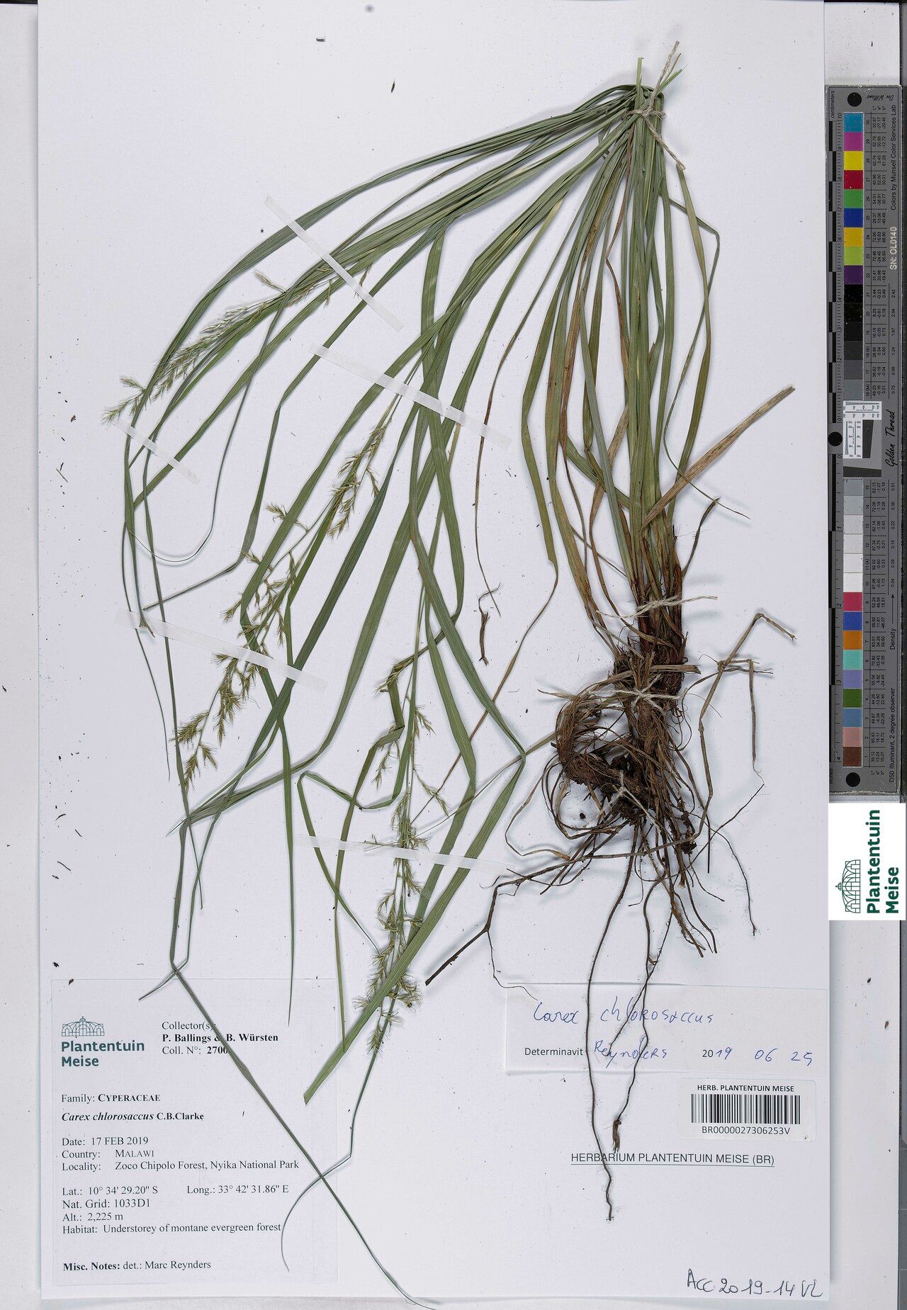 Carex chlorosaccus — houseplant care guide