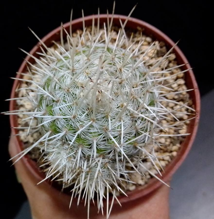 Mammillaria geminispina bark