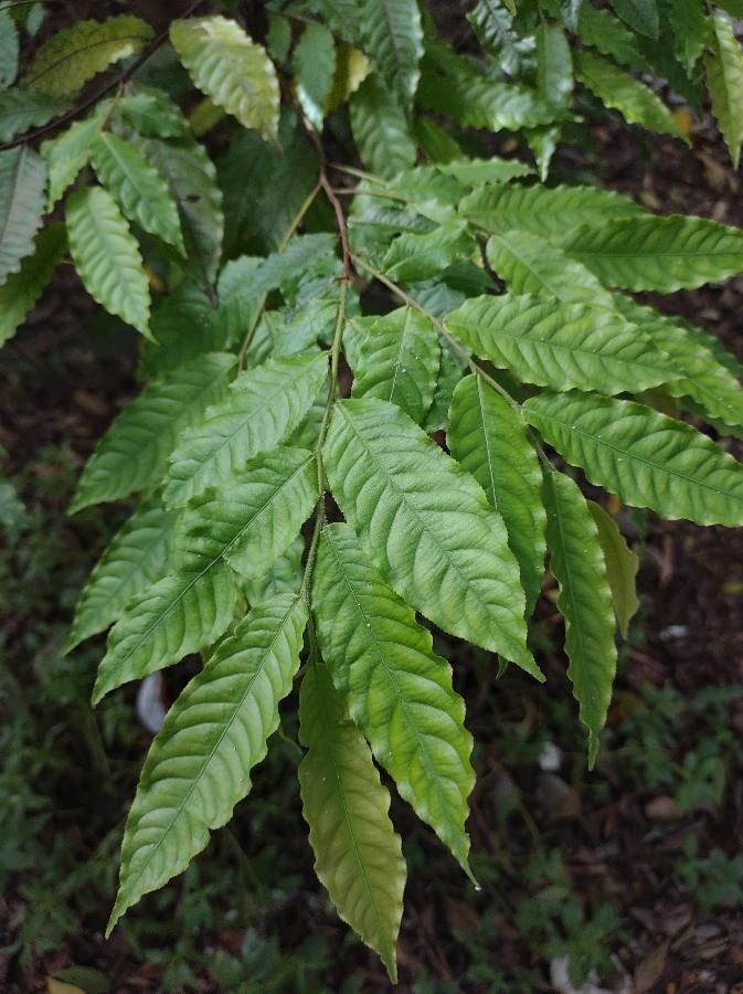 Eschweilera chartaceifolia — houseplant care guide