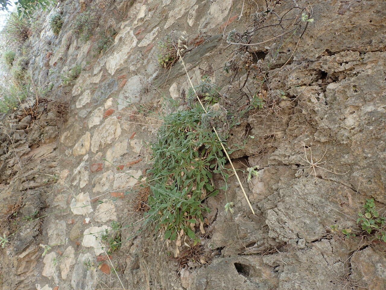 Silene congesta habit