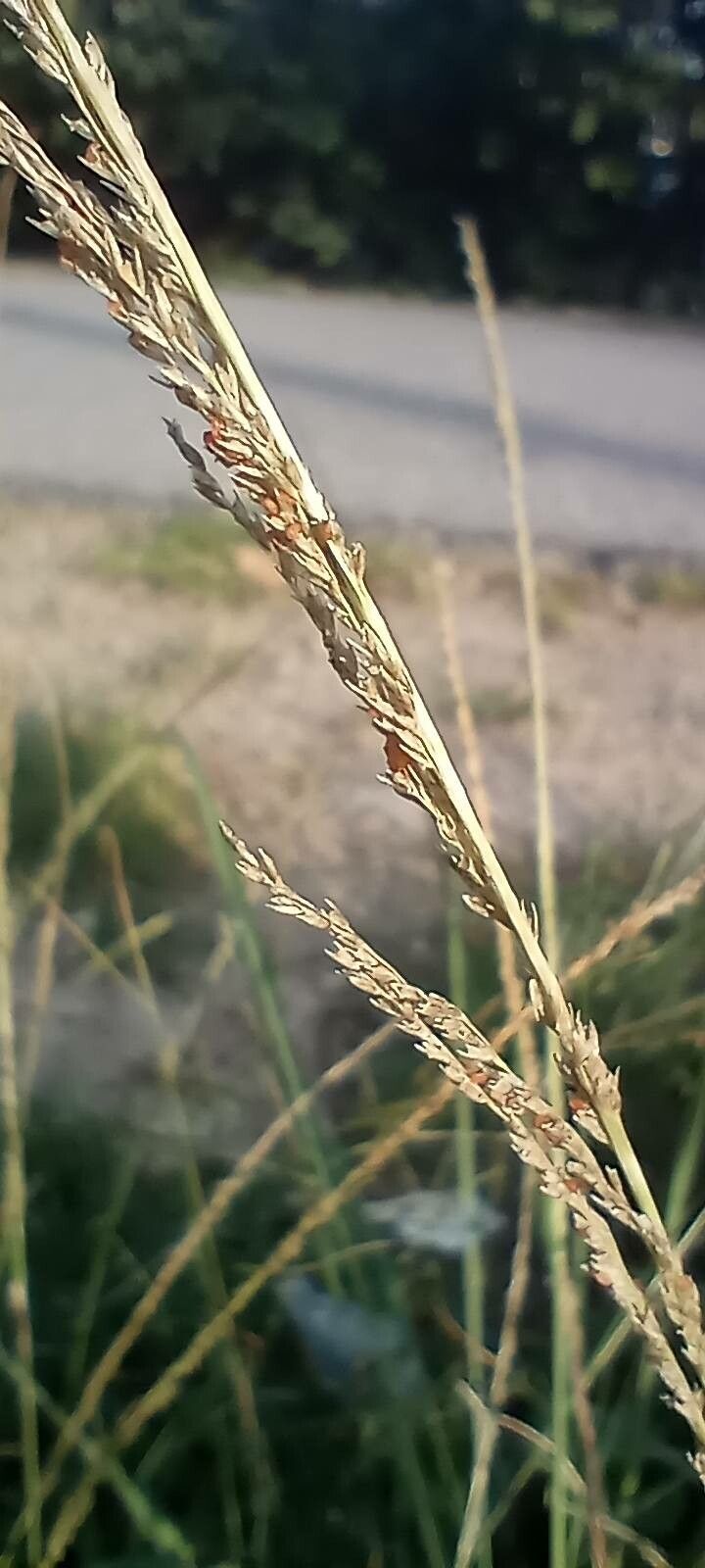 Sporobolus consimilis flower