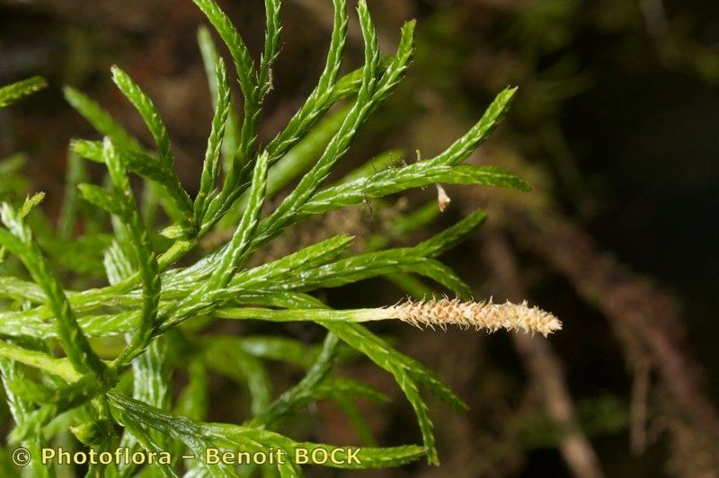 Lycopodium madeirense other