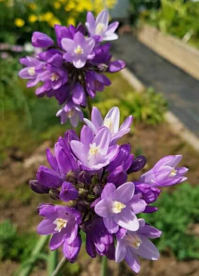Dichelostemma capitatum flower