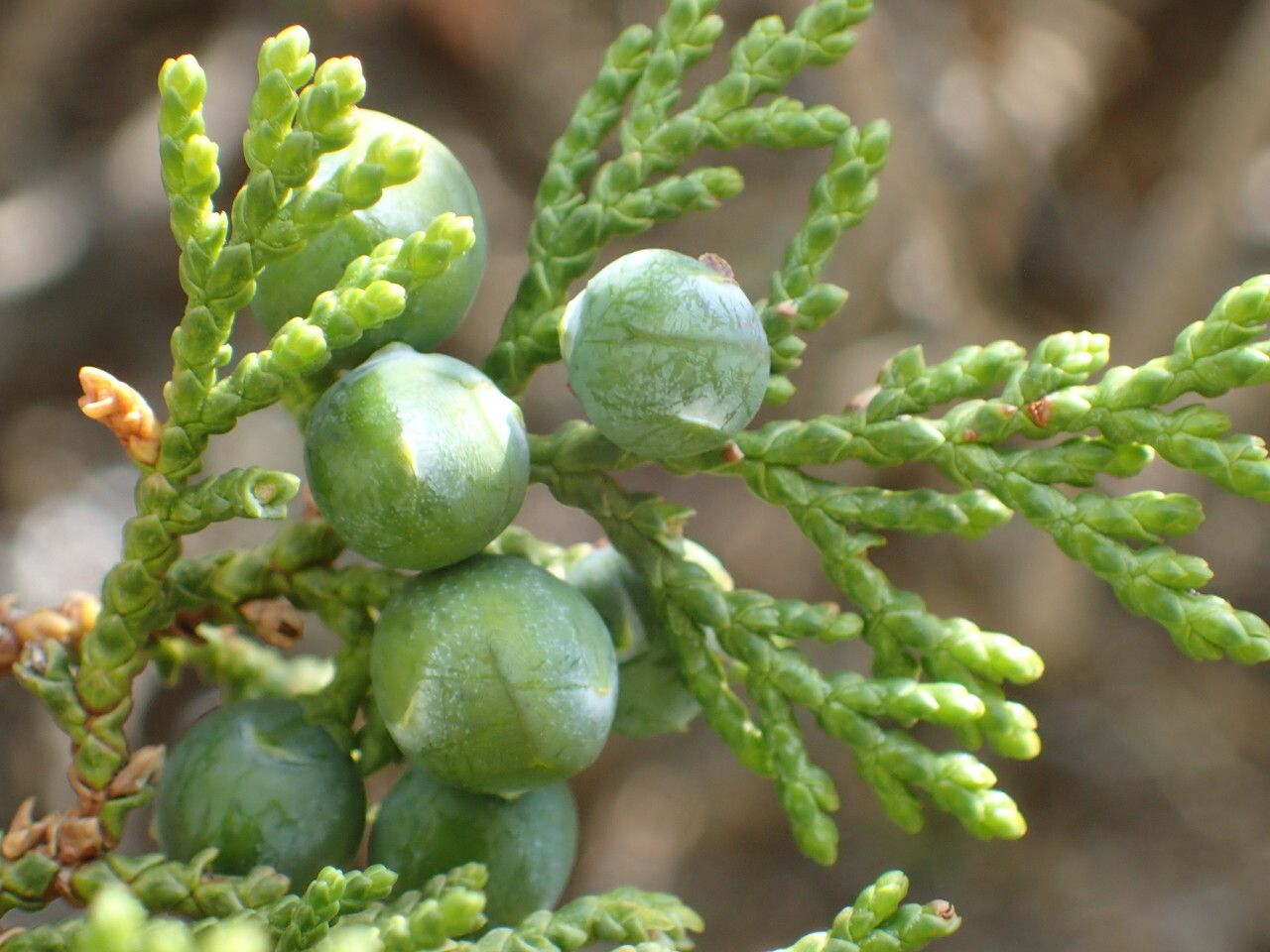 Juniperus foetidissima fruit