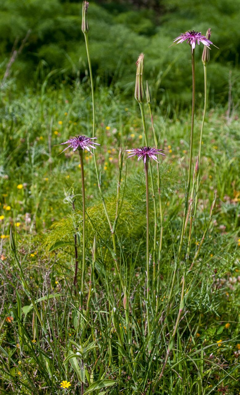 Tragopogon hybridus habit