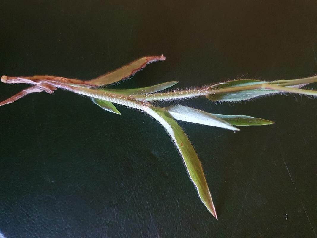 Panicum atrosanguineum leaf