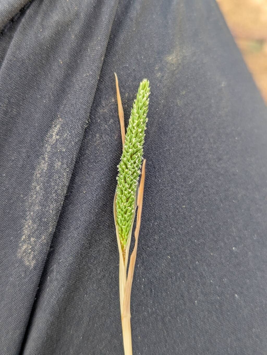 Phleum paniculatum — search result for 'Phleum'