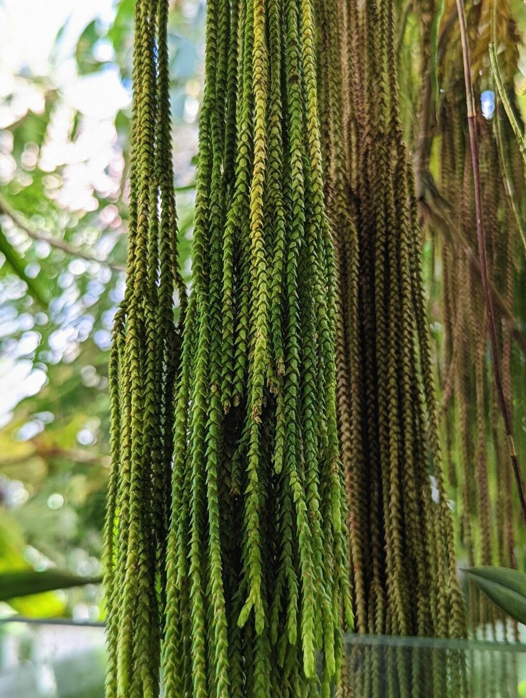 Huperzia ophioglossoides — search result for 'Huperzia'