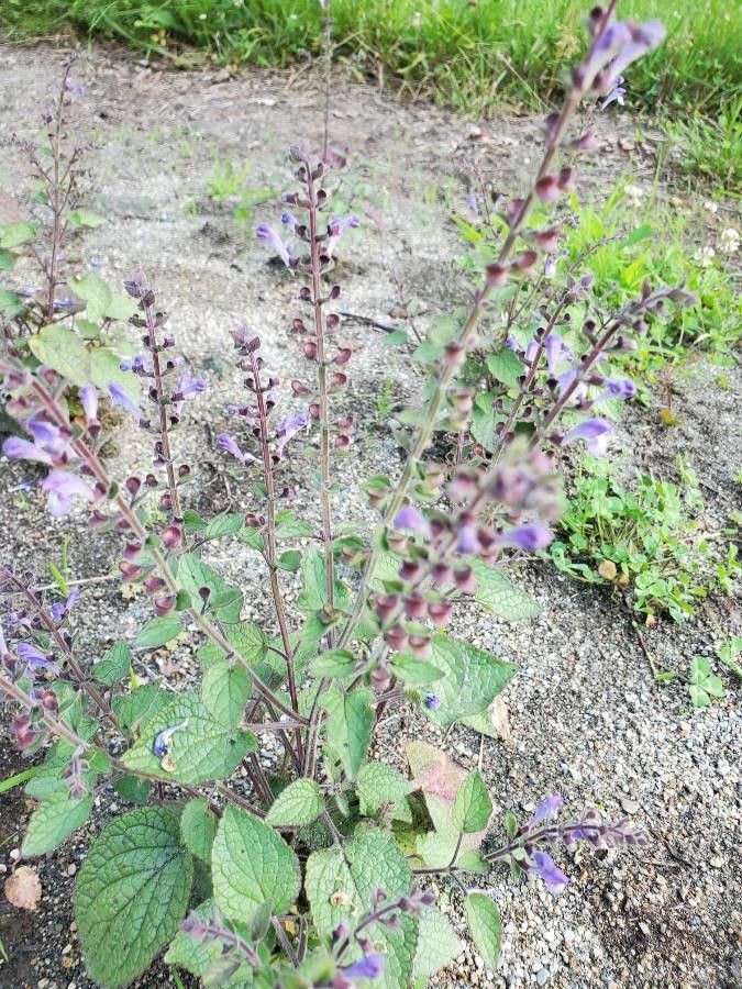 Scutellaria ovata flower