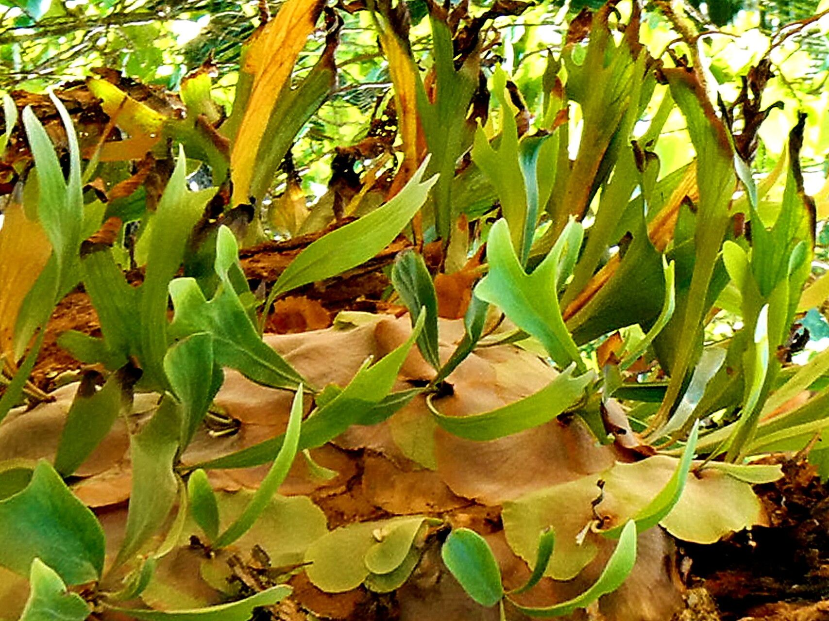 Platycerium hillii leaf