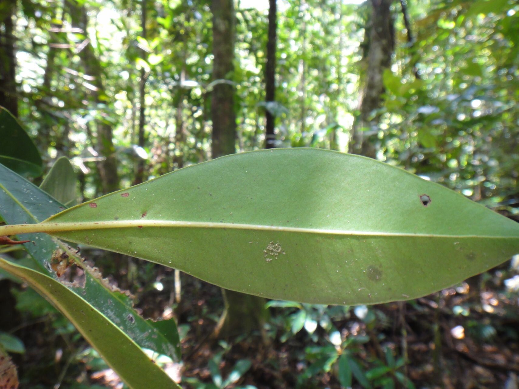 Myrsine citrifolia — houseplant care guide