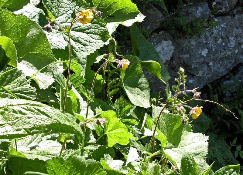 Geum x thomasianum habit