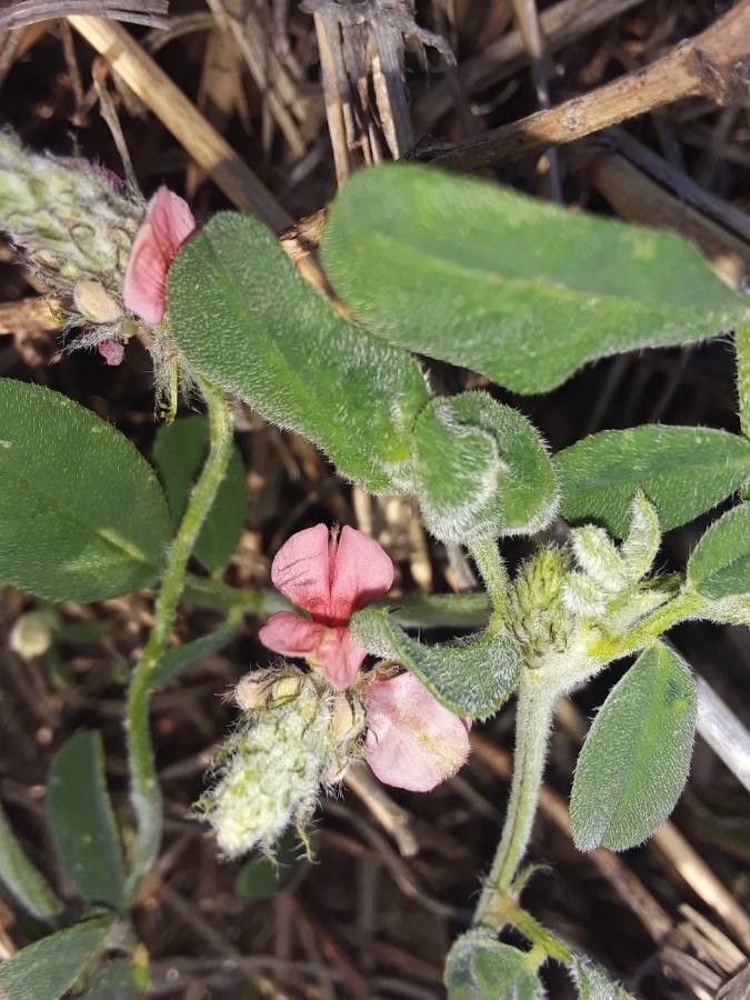 Indigofera volkensii flower