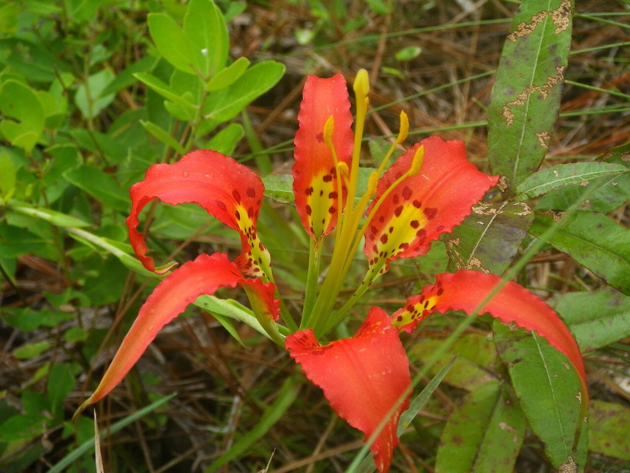 Lilium catesbaei flower