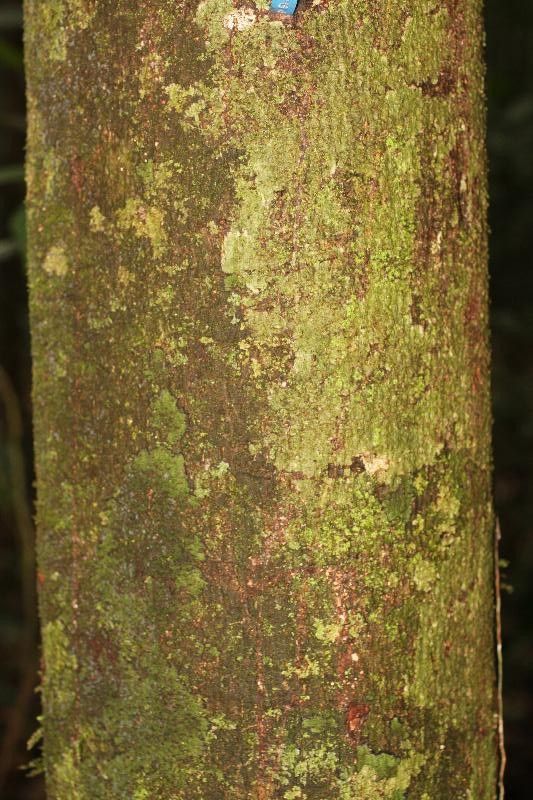 Guatteria anteridifera bark