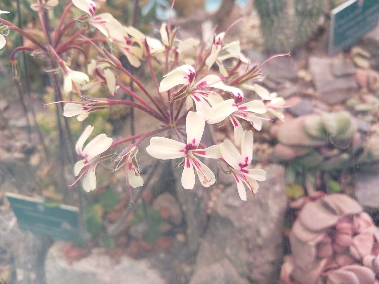 Pelargonium moniliforme — houseplant care guide