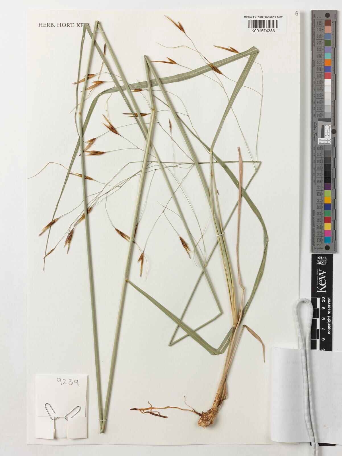 Tristachya hubbardiana — related species from the same genus