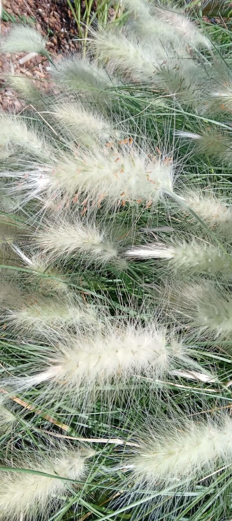 Pennisetum orientale flower