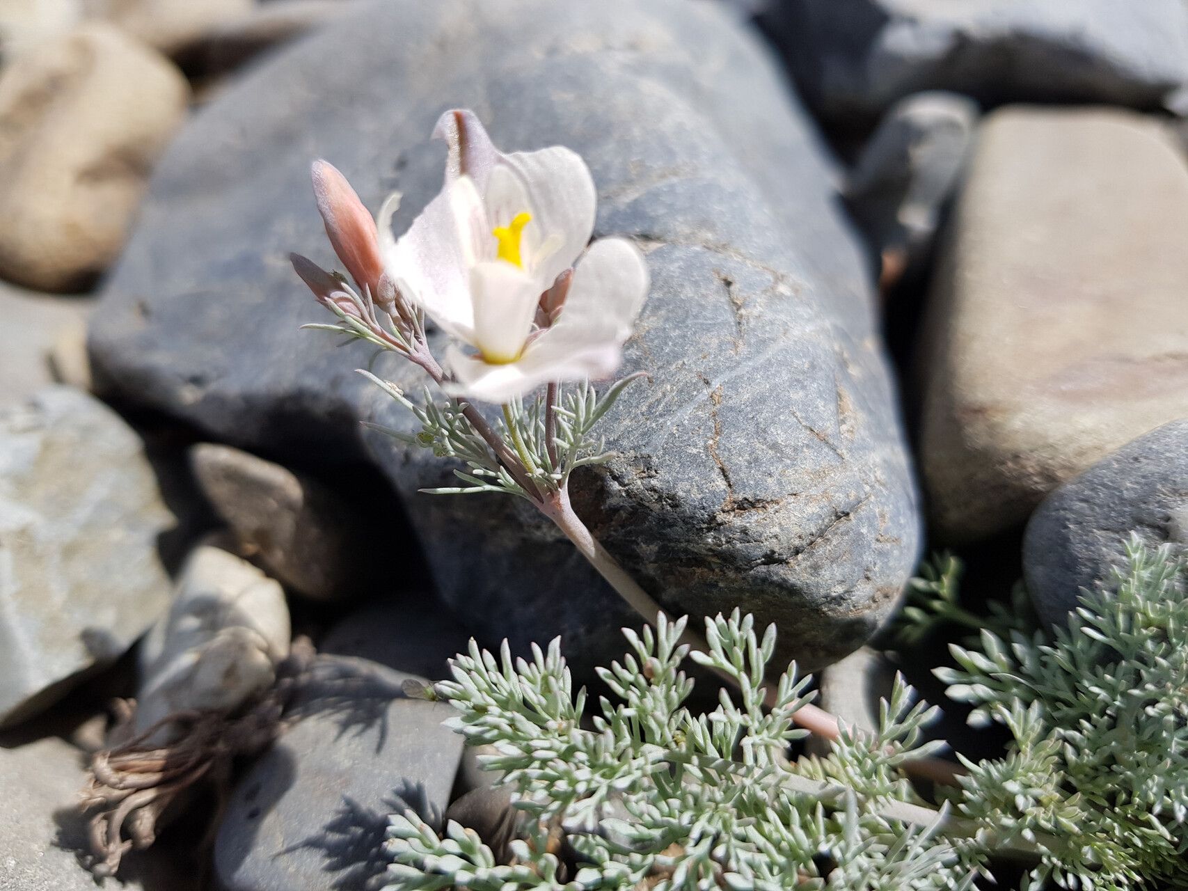 Hypecoum lactiflorum — related species from the same genus