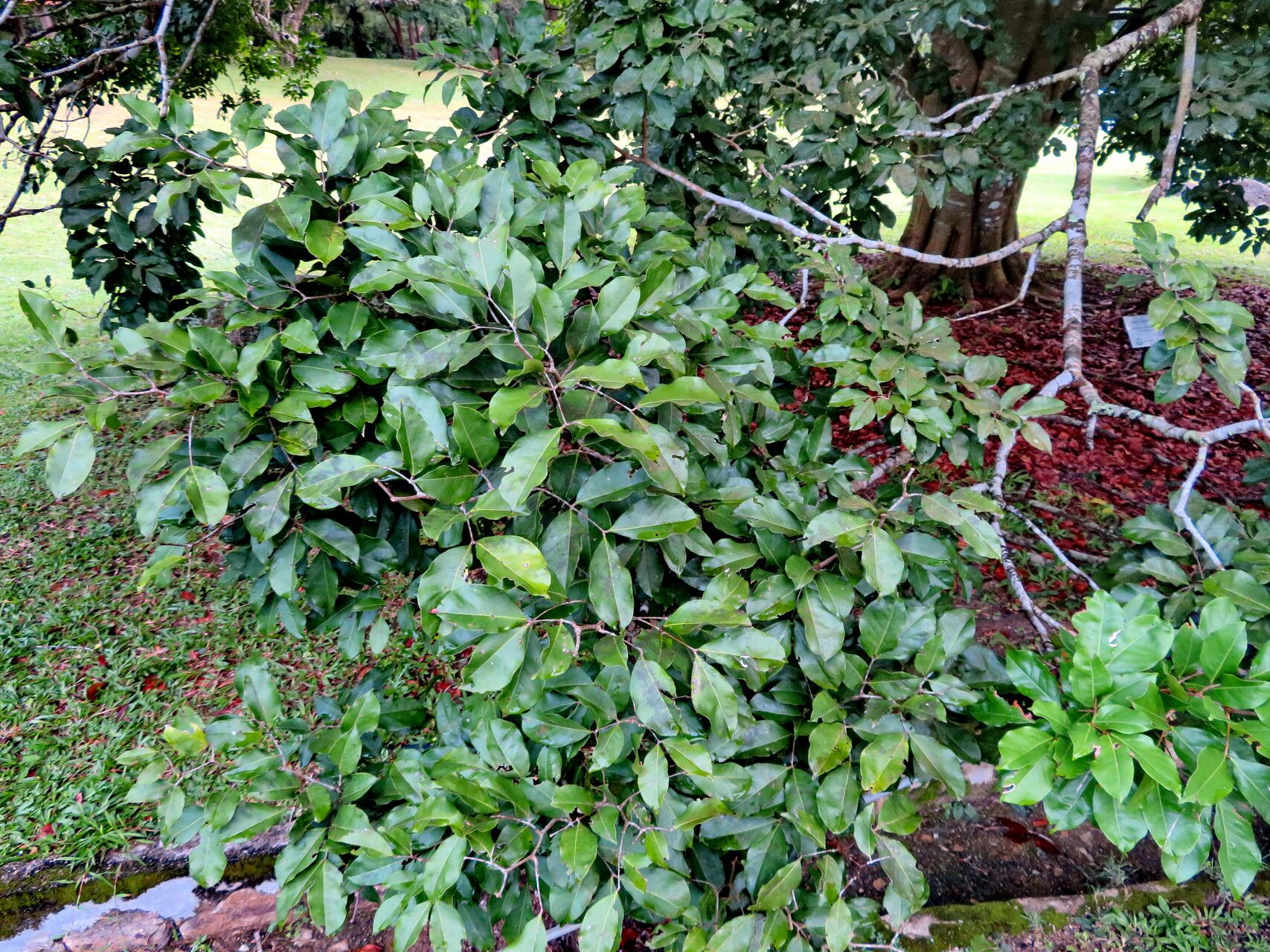 Cynometra browneoides leaf