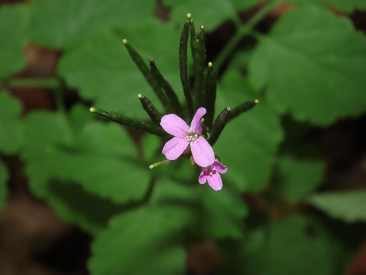 Cardamine chelidonia flower