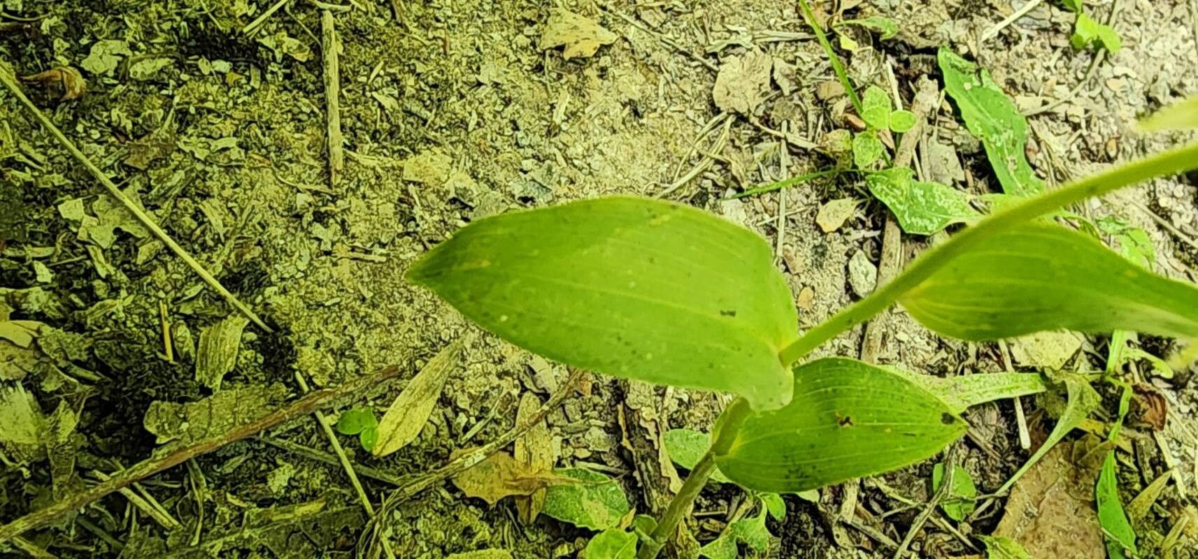 Epipactis persica leaf