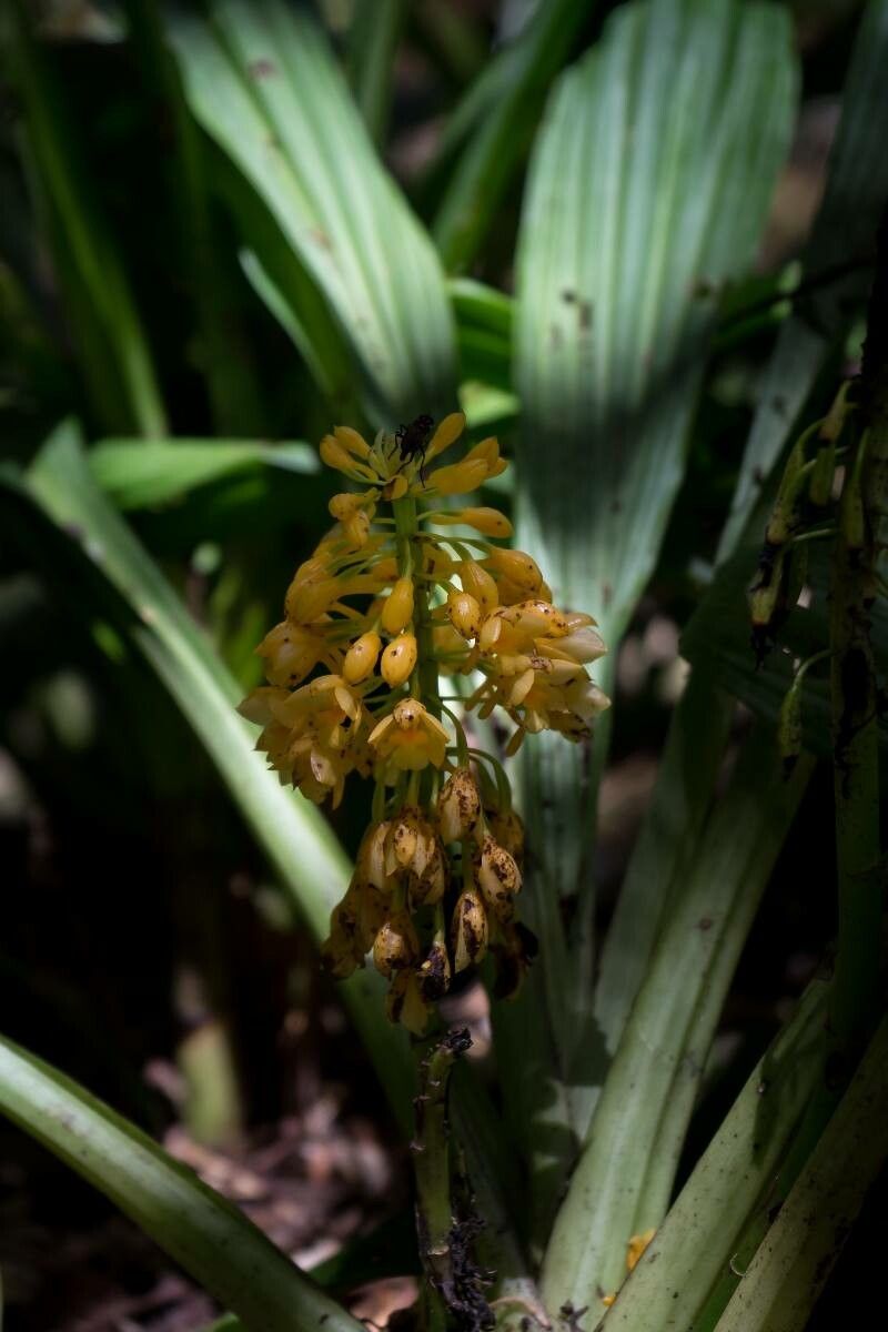 Calanthe speciosa — houseplant care guide