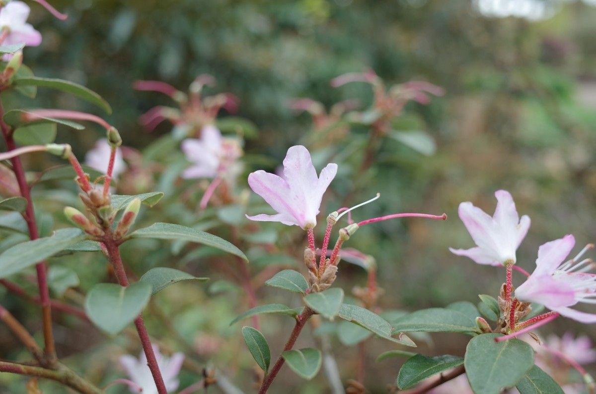 Rhododendron racemosum flower