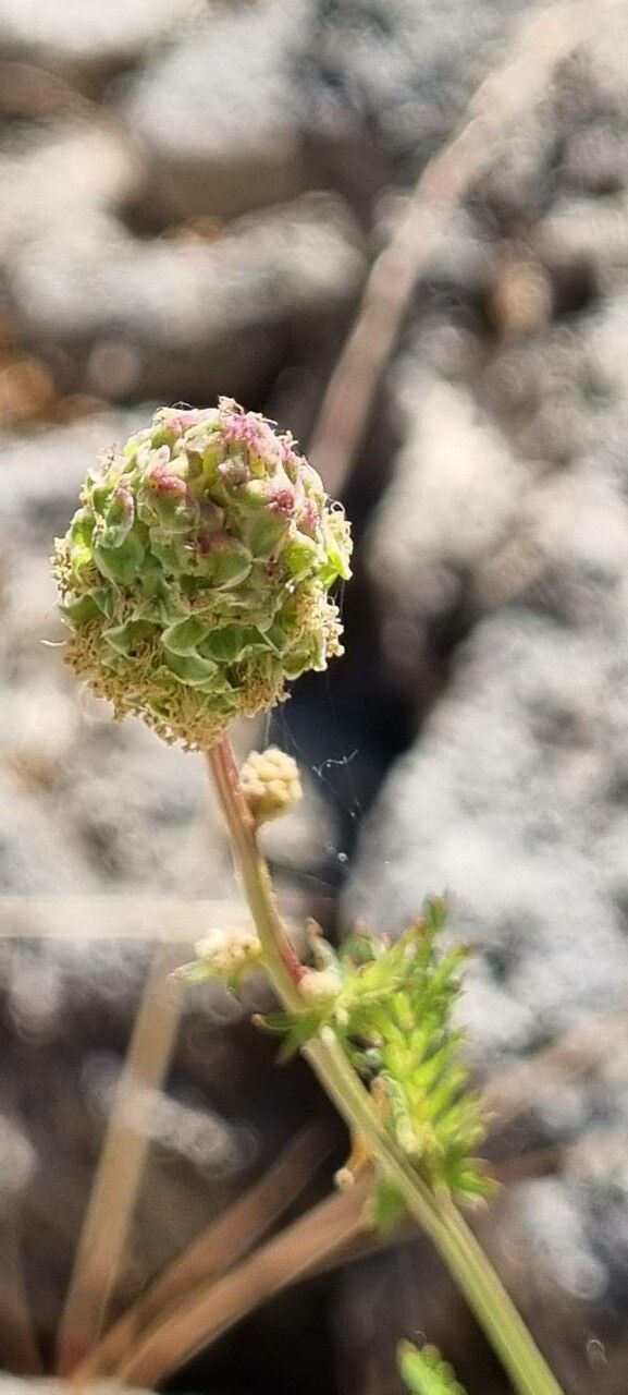 Poterium verrucosum fruit