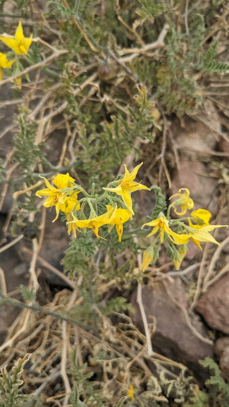 Solanum chilense flower