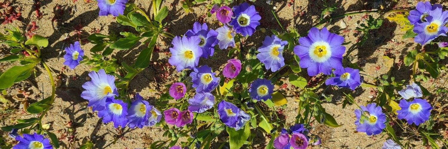 Nolana paradoxa flower