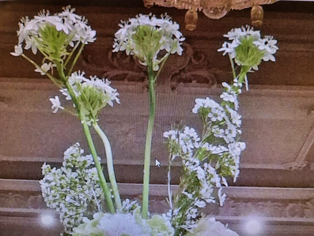 Valeriana coronata flower