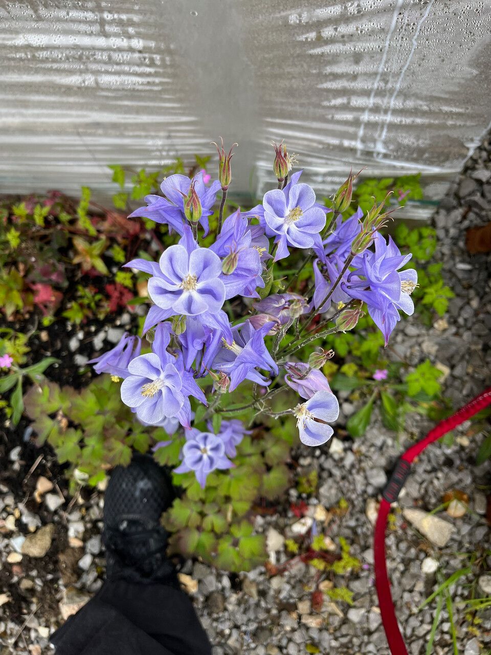 Aquilegia flabellata flower