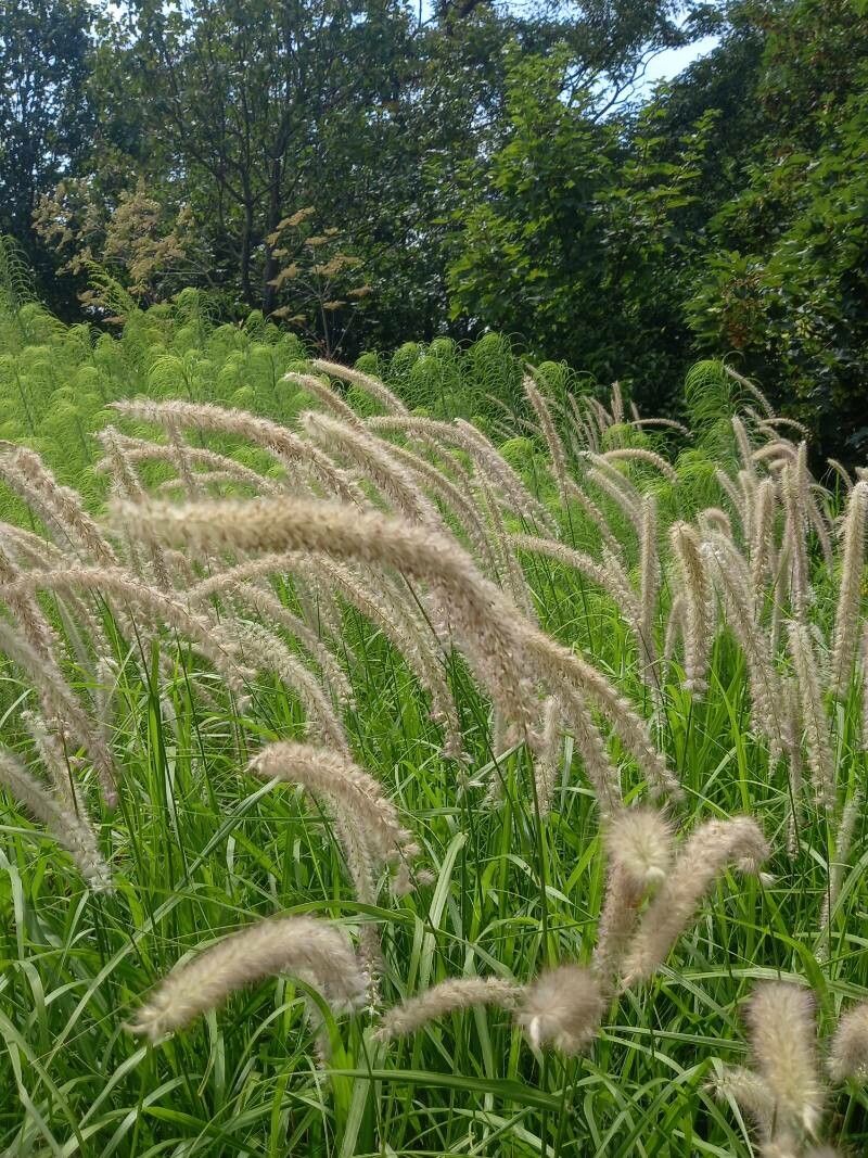 Cenchrus purpureus flower