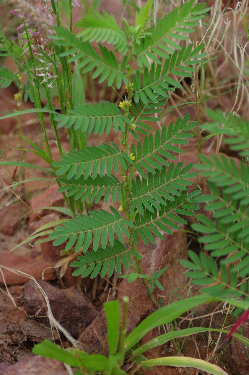 Chamaecrista nigricans other