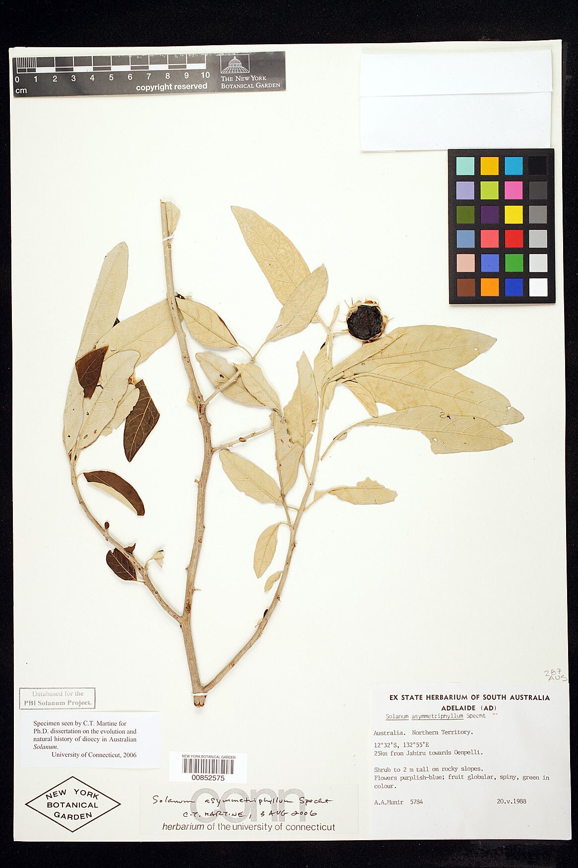 Solanum asymmetriphyllum — houseplant care guide