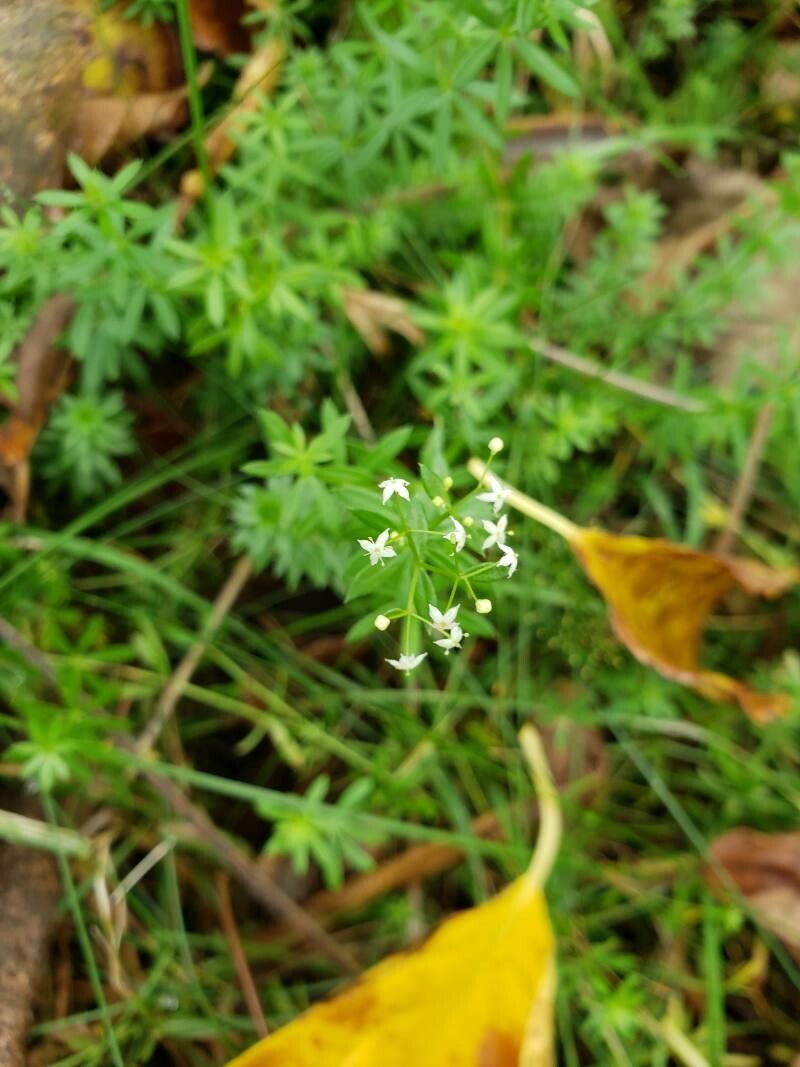 Galium album flower