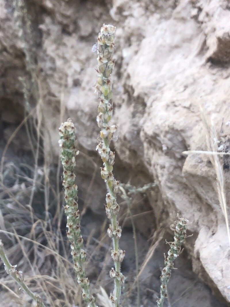 Plantago albicans flower