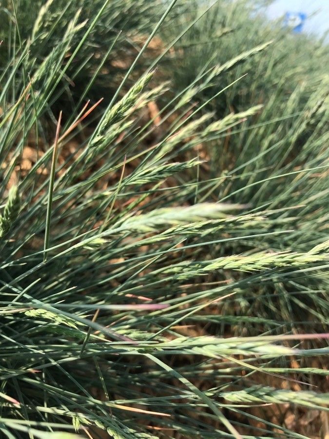 Festuca marginata — search result for 'Festuca'