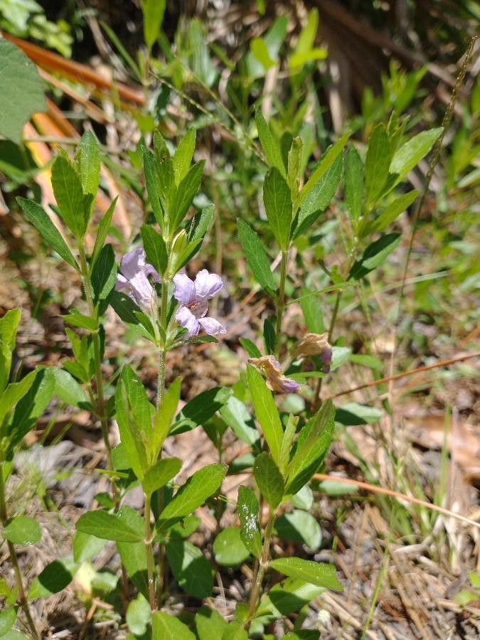 Dyschoriste oblongifolia flower