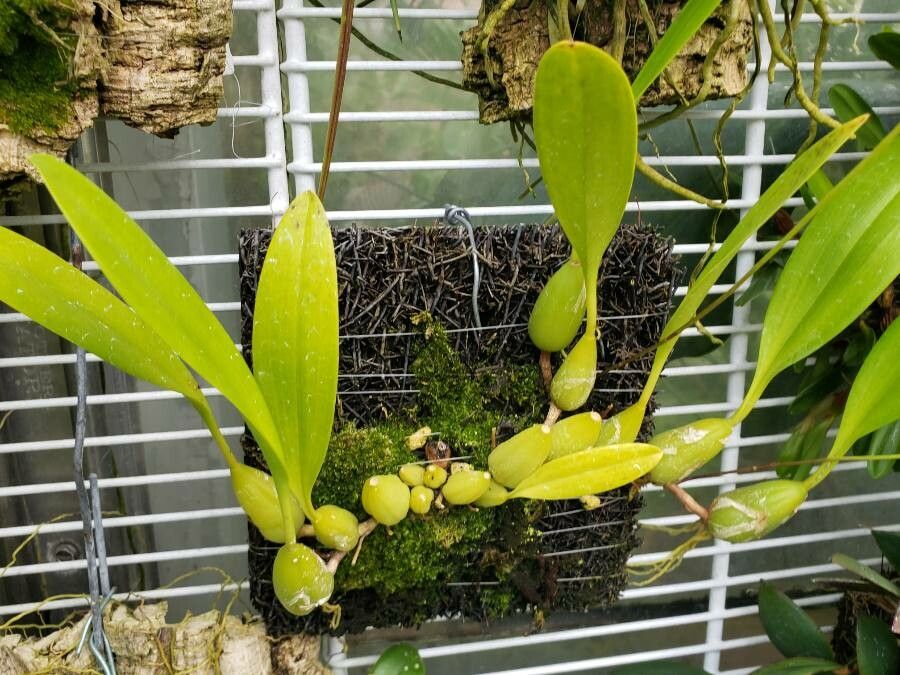 Bulbophyllum cuspidipetalum habit
